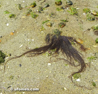 faces in strange places from where i stand old man in the sea low tide man