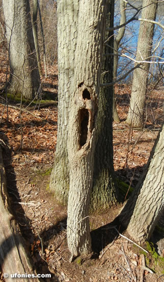 faces in strange places from where i stand tree people scary tree about to sneeze enchanted forest