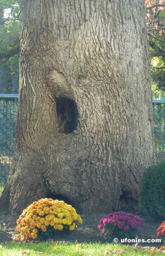 faces in strange places from where i stand Yawning Tree tree People collection big yawn