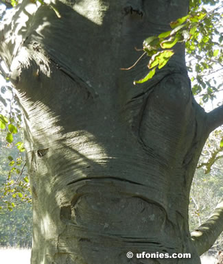 faces in strange places from where i stand Watchful Tree what's wrong with my apples